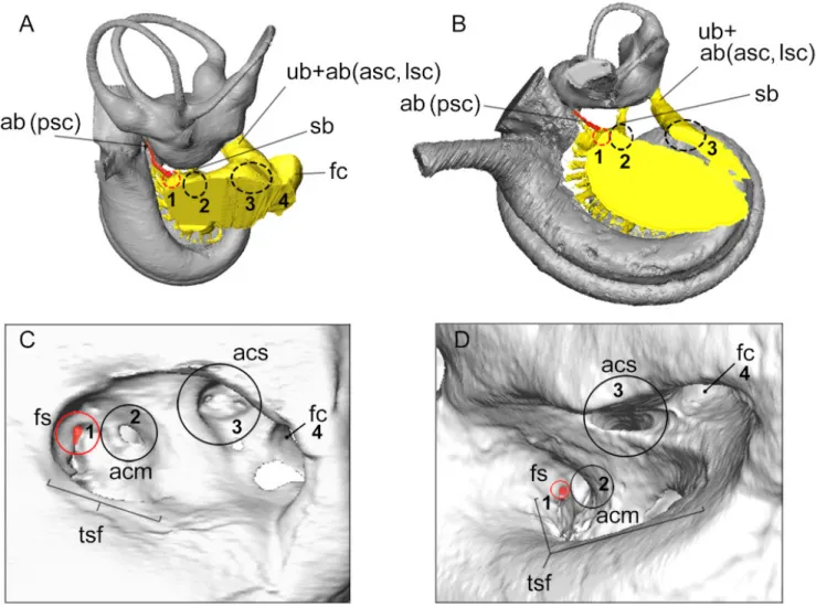 Figure 7. Identification of the different areas of the internal acoustic meatus based on nerves pathways illustrated for the sheep (Ovis aries, A, C) and for the delphinid AT1 (B, D)