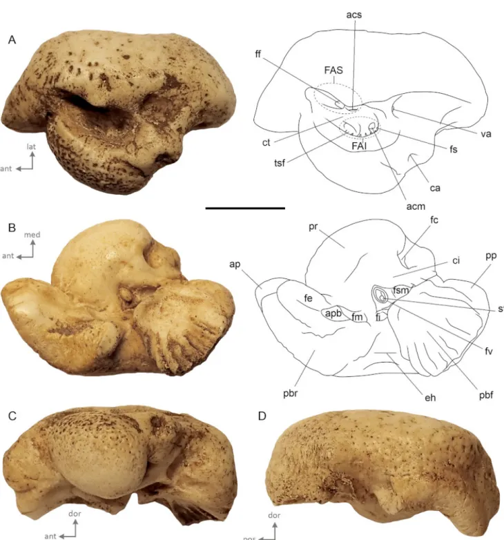 Figure 2. External morphology of AT1 illustrated in A) dorsal, B) ventral, C) medial, D) lateral views