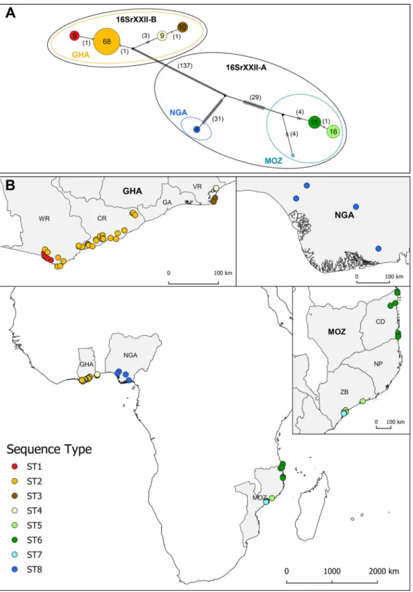 FIG 1 (A) Integer neighbor-joining network calculated from eight housekeeping gene (dnaC, gyrB, leuS, lpd, recA, rplV, rsmI, secA) concatenated sequences (4,512 bp) of 132 “Candidatus Phytoplasma palmicola” samples originating from three African countries,