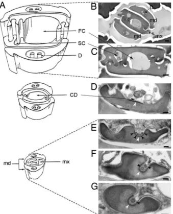 Fig. 1. CaMV-like particles are observed in the common food/salivary duct located at the tip of the maxillary stylets of aphid vectors