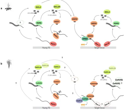 Figure  1.  RNA‐directed  DNA  methylation  (RdDM)  pathways  in  Arabidopsis  and  in  rice.  (a)  In  Arabidopsis, the ʺcanonicalʺ RdDM pathway (right panel) is initiated by the RNA polymerase IV (Pol  IV) that generates a single strand RNA (ssRNA) of th