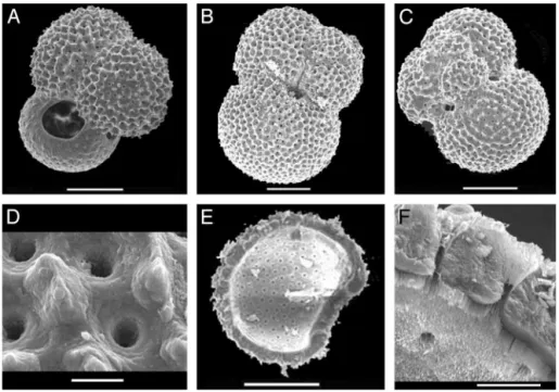 Fig. 4. Scanning electron microscope pictures of well preserved planktonic foraminifera from the 13 C minimum level at 968 cm in sediment core MD97-2134.