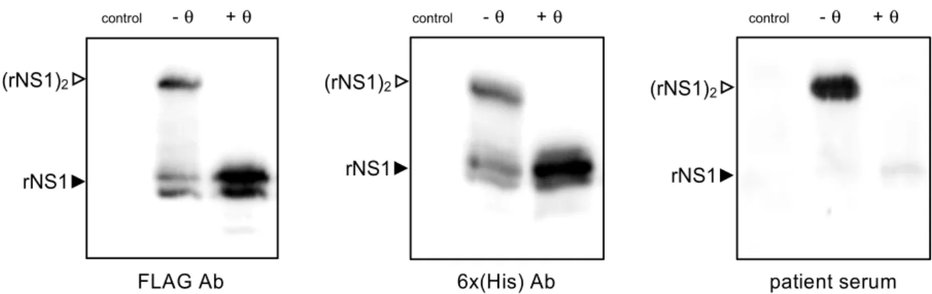 Figure 2. Antigenic reactivity of rNS1 DES-14 . HEK-293T cells were transfected 24 h with recombinant plasmid  pcDNA3/DENV-2.rNS1 DES-14  or mock-transfected (control)