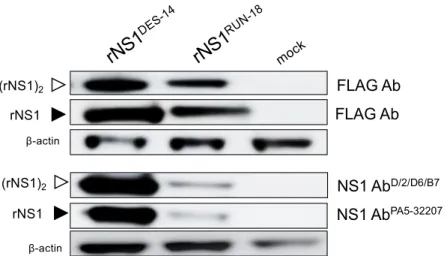 Figure 3. Expression of recombinant DENV-2 NS1 proteins in HEK-293T cells. HEK-293T cells  were transfected 24 h with pcDNA3 plasmids expressing rNS1 DES-14  or rNS1 RUN-18  (2.5 µg DNA per  10 6  cells) or mock-transfected (mock)