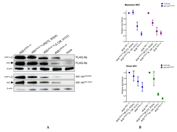 Figure 4. Expression of recombinant SWIO DENV-2 NS1 proteins in Huh7 cells. Huh7 cells were transfected 24 h with recombinant plasmids expressing rNS1 DES-14 , rNS1 RUN-18 , rNS1 RUN-18 mutants or mock-transfected (mock)