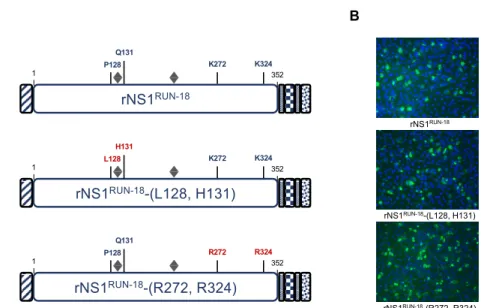 Figure 5. Expression of rNS1 RUN-18  mutants in Huh7 cells. In (A), schematic representation of  rNS1 RUN-18  and related mutants