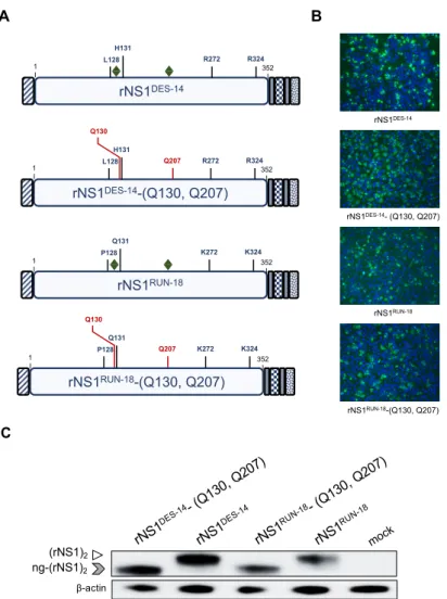 Figure 6. Expression of non-glycosylated recombinant DENV-2 proteins in Huh7 cells. Huh7 cells  were transfected 24 h with plasmids expressing rNS1 DES-14 , rNS1 RUN-18  and their mutants bearing  the amino-acid substitutions N130Q and N207Q (rNS1 DES-14 -