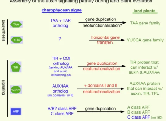 Figure S3. Summary of the Proposed Origins of Components of Auxin Biosynthesis and Signaling Components, Related to Figure 5 The assemby of the auxin transcriptional signaling pathway in an ancestral land plant exemplifies the origins of new genes and func