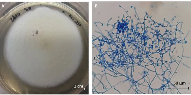 Fig 1. Chrysosporium multifidum isolated from H. illucens gut after 7 days of incubation at 30˚C