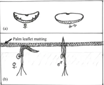 Figure 4. Techniques for early recognition of date palm sex. 