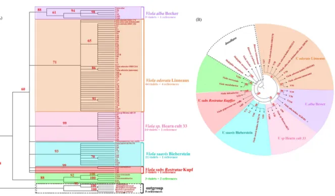 Fig. 1 Cladograms obtained with maximum parsimony (A) and maximum likelihood (B) method showing genetic relationship  of selected experimental sequences and references based on ITS sequences