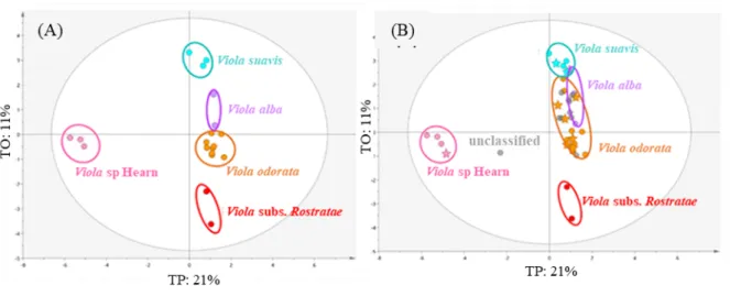 Fig. 4 OPLS-DA base model of GC-EIMS data (A) and prediction set of unidentified violets (B)