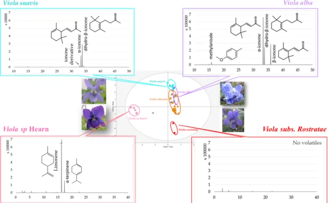 Fig. 5 Specific volatile profiles with identification of characteristic volatile biomarkers for each OPLS-DA cluster of GC- GC-EIMS data