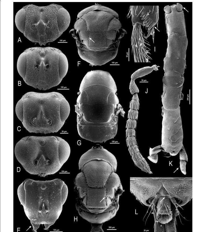 Figure 1 Morphological features of the Sycophaginae. Mesosoma female: A. Eukoebelea, B