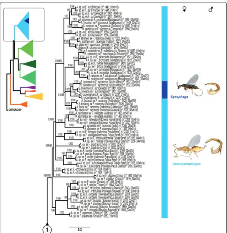 Figure 5 Phylogram of relationships among Sycophaginae and the five outgroup taxa (continued)