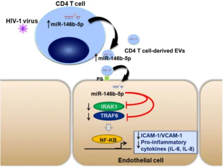 Figure 7.  Pathophysiological hypothesis. Proposed model of how CD4 T cell-derived EVs act in vascular repair  by counteracting endothelial activation in HIV-1 infection
