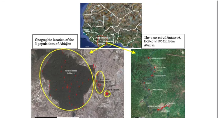 Figure 8 Geographic area of the study. Sampling sites of Glossina palpalis palpalis in Abidjan and Aniassu ´e, Ivory Coast.