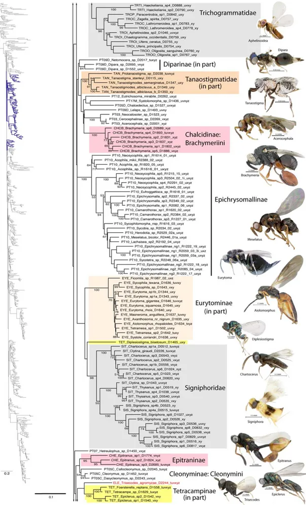 Figure 2. Phylogenetic tree of Chalcidoidea (continued).