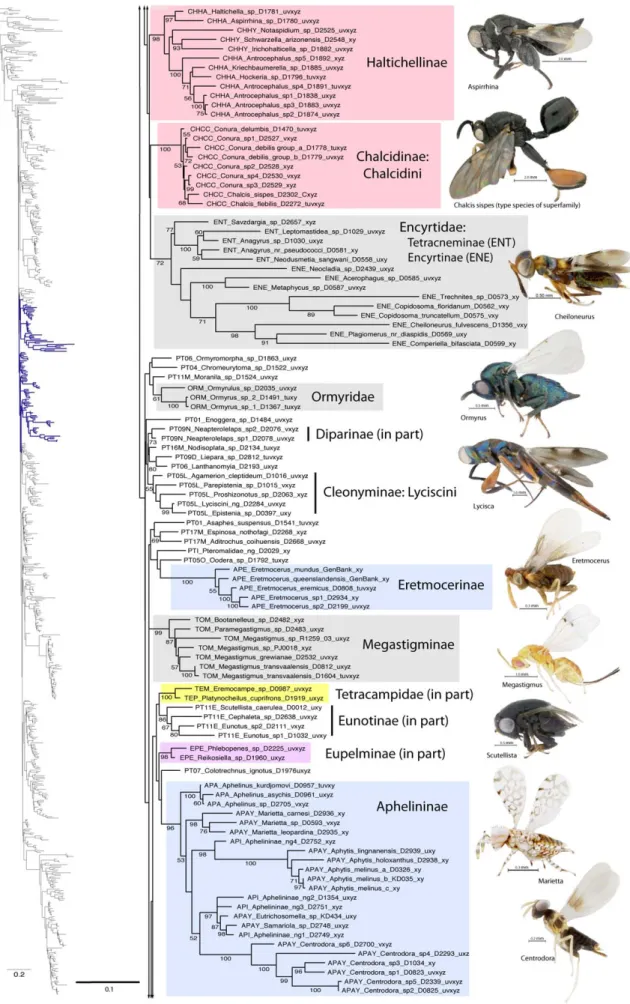 Figure 3. Phylogenetic tree of Chalcidoidea (continued).