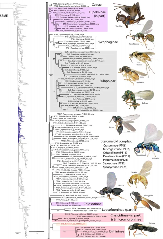Figure 4. Phylogenetic tree of Chalcidoidea (continued).