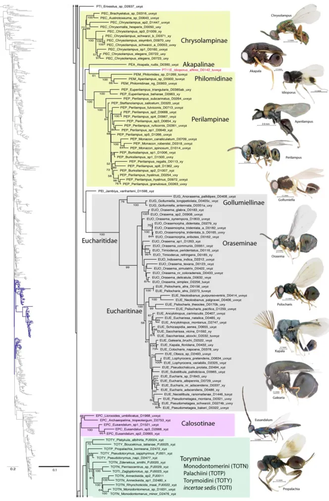 Figure 5. Phylogenetic tree of Chalcidoidea (continued).