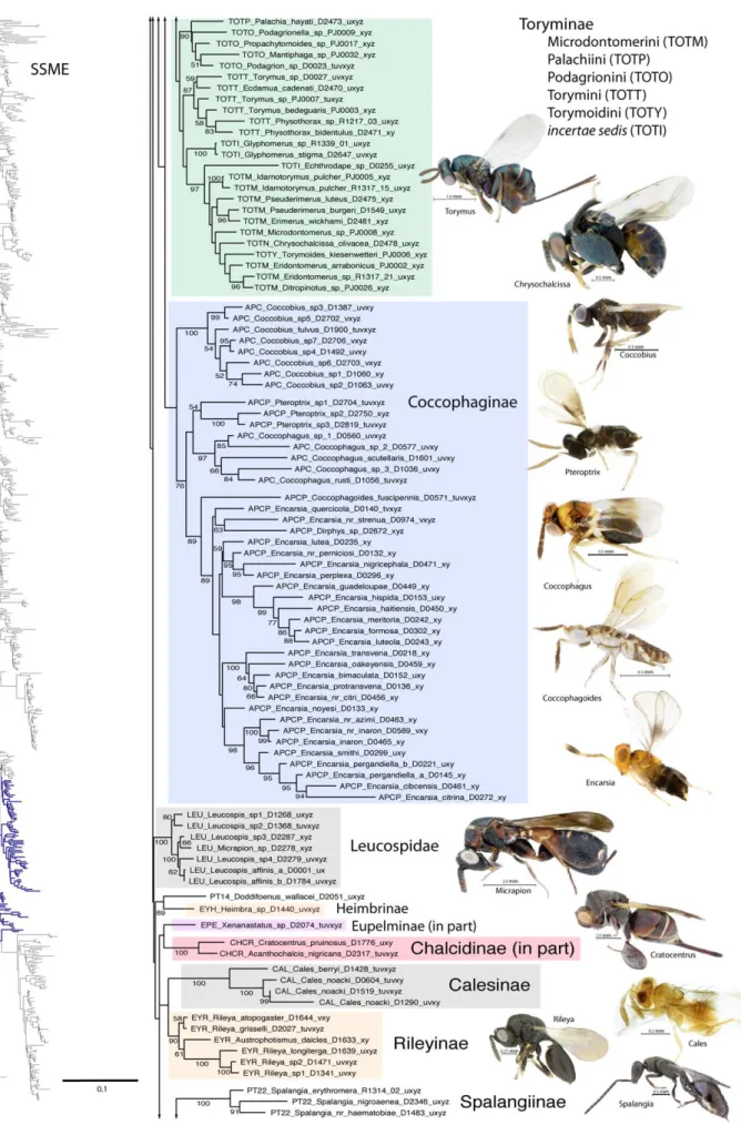 Figure 6. Phylogenetic tree of Chalcidoidea (continued).