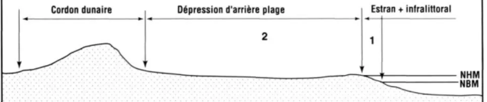 Figure 2 :  Le DPM  regroupe  I'estran (1),  faiblement étendu  (marnage 40 cm), et  la  dépression d'arrière plage  submergée qu'en période de  tempête  (phénomène  barométrique) 