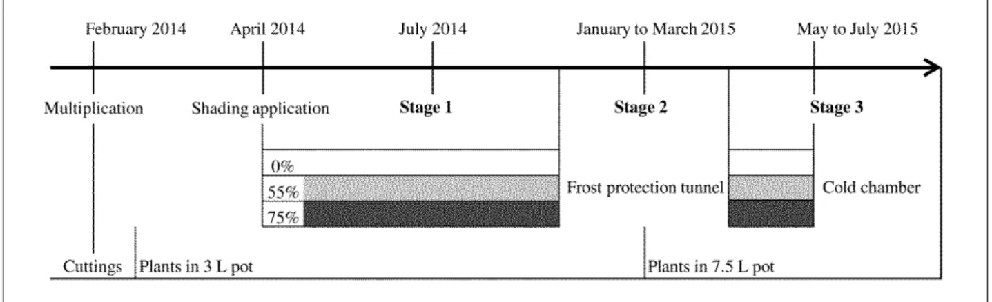 Figure 1.  Schematic presentation of the container cultivation cultural conditions of ‘Radrazz’ rose bushes and stages of data  acquisition periods.