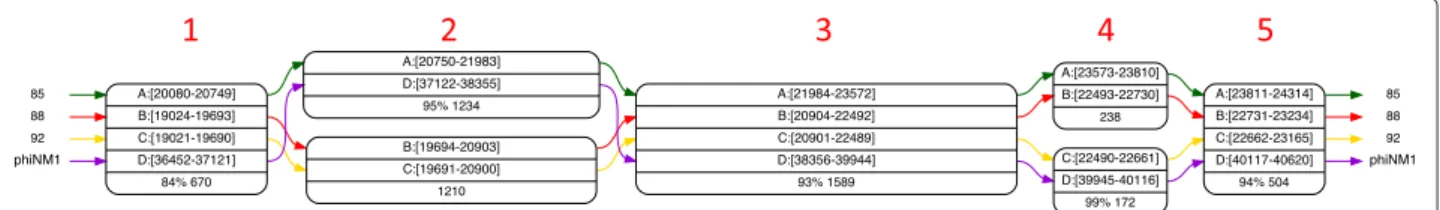Figure 5 shows a group of S. aureus bacteriophages whose sequences have been normalized: positions of  bac-teriophage phiNM1 are offset by more than 16 500 bp with respect to the other genomes, while maintaining collinearity with them