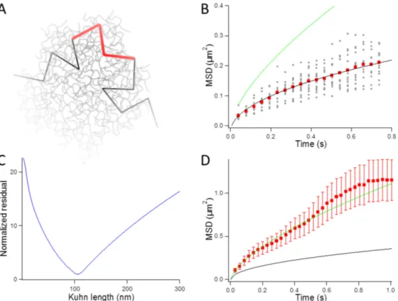 Figure 1. Analysis of DNA fluctuations in vitro. (A) Schematics of the experiment: long DNA molecules with fluorescent stretches, which are shown with black and red segments, respectively, are dispersed in a crowded solution composed of a high concentratio