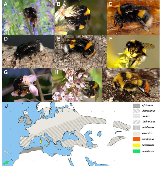 Fig.  1  Bombus  terrestris  taxa,  their  geographic  distribution  (around  1985),  and  the  closely  related  species 