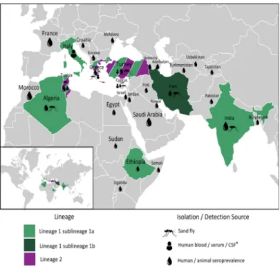 Fig 9. Geographic dispersal of Sandfly fever Sicilian virus.