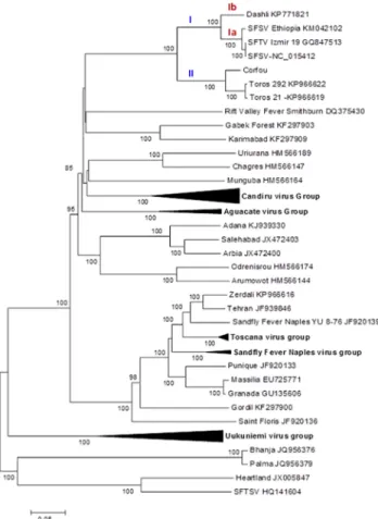 Fig 2. Phylogenetic analysis of the phlebovirus amino acid sequences: L protein.