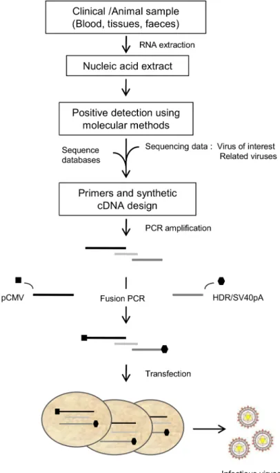 Fig 1. Schematic representation of the ISA-lation method used to recover infectious viruses from clinical samples