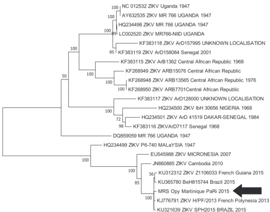 FIG. 1. Phylogenetic tree constructed from nucleic acid data from Zika virus coding sequences by maximum likelihood algorithm in MEGA.