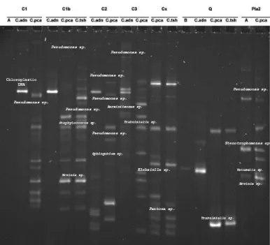 Figure 2 Bacterial 16S rDNA PCR-TTGE profiles obtained from pollen samples  of  five  different  Pinus  (P1,  P2,  P3,  P4  and  P8),  prepared  according  to  four  different protocols (A, C.adn, C.pca, C.tsh)
