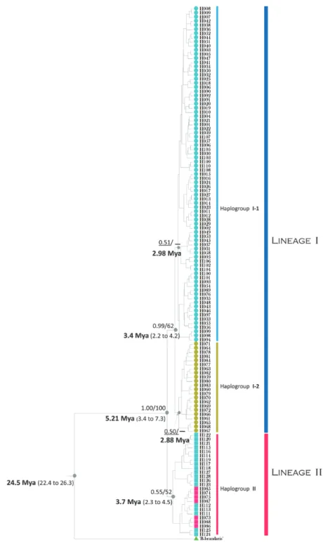 Figure 4.  Bayesian reconstruction of phylogenetic relationships among i29 haplotypes