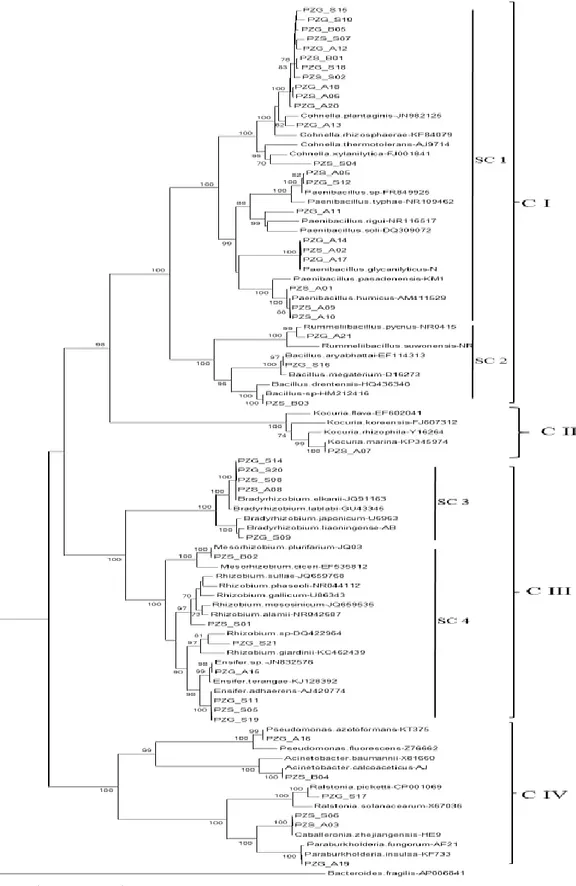 Figure 1. Phylogenetic tree of Potential Endophytic Bacteria (PEB) based on aligned sequences of 16S  rRNA gene