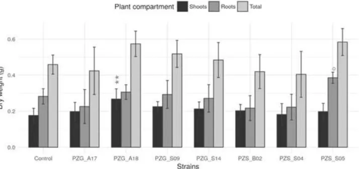 Figure 3.  Dry weight  of shoots  (g) roots (g) and total of  P. reticulatum inoculated with  7 endophytic bacteria