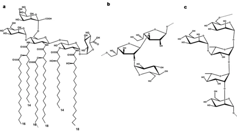 Fig. 5. Structure of the a) lipid A and two O-polysaccharides, b) PS1 c) PS2 isolated from Acetobacter pasteurianus CIP103108.