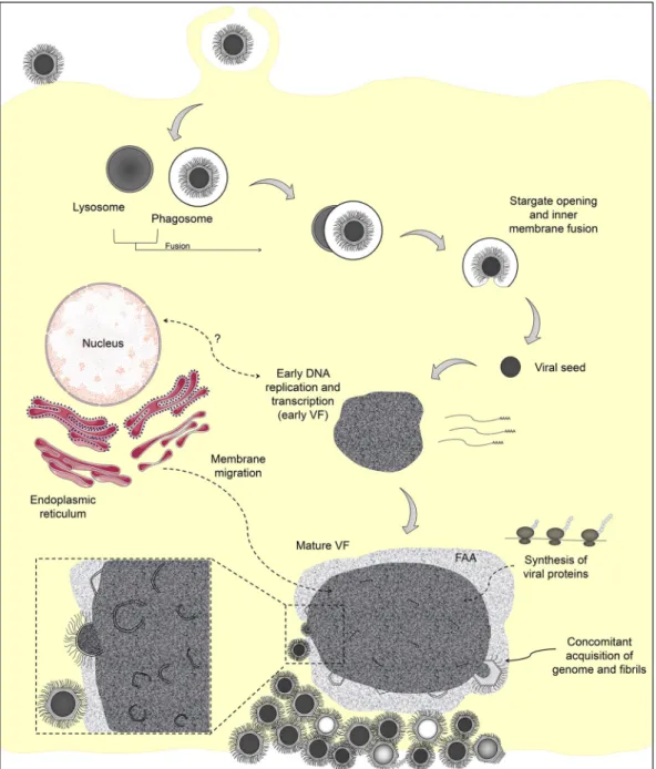 FIG 7 Representative scheme of the mimivirus replication cycle. Infectious mimivirus particles enter host cell by phagocytosis.