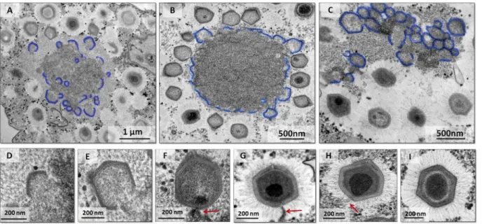 FIG 2 Growing lamellar structures seem to be important to mimivirus capsid assembly. (A to C) Growing lamellar structures with different sizes in the viral factory, demonstrating the viral crescent-like structures (in blue)