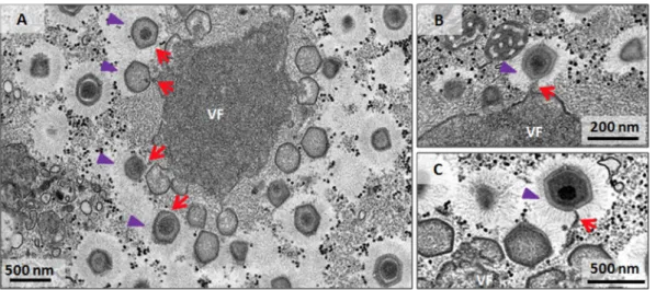 FIG 5 Fibril acquisition and genome incorporation can occur simultaneously. Transmission electron microscopy images of mature viral factories indicate genome incorporation (red arrows) simultaneous to the acquisition of ﬁbrils (purple  arrow-heads)