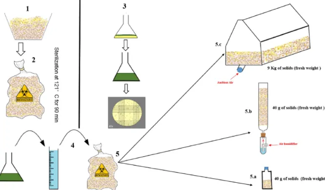 Fig. 1. Schematic representation of the SSF system, 1. Mixed substrates, 2. Sterilization at 121 °C for 90 min, 3