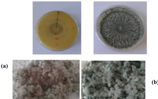 Fig. 2. Apical growth of T. asperellum TF1 colony on PDA (a) and aspect of fermented substrate (b).