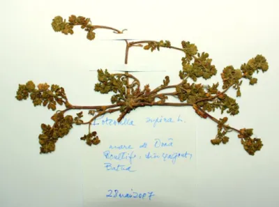 Figure 1.— Spécimen d’herbier de Potentilla supina subsp. tunetica (récolte du 28 mai 2007 à Draâ Boultif)