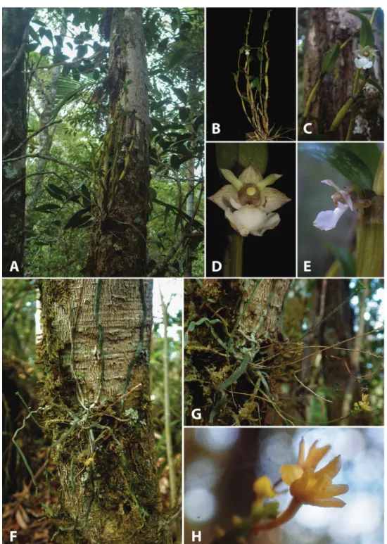 Figure 4. Photographs of living type specimens and habitats. Dendrobium taeniocaule: A habitat and  habit B plant C flower and part of pseudobulb D flower, front view E flower, side view