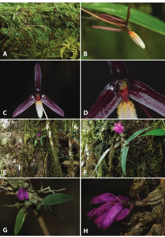 Figure 3. Photographs of living type specimens and habitats. Bulbophyllum leucoglossum: A habitat and  habit B flower, side view C flower, front view D Flower close-up, showing details of the column and the  labellum