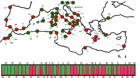 Fig 3. Genetic clusters (K) obtained for the 48 populations (867 individuals) of Pancratium maritimum populations using STRUCTURE (K = 2)