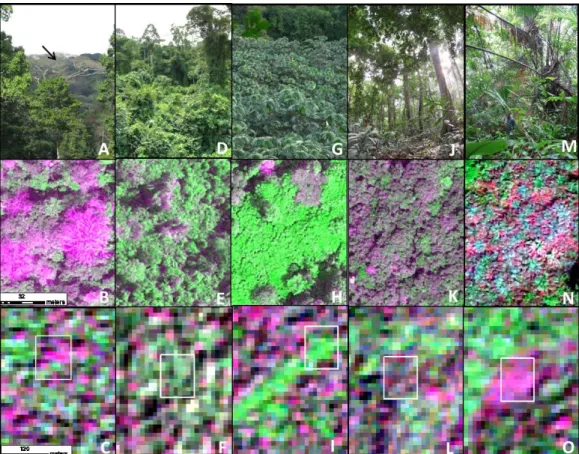 Fig. 1. Characteristics and criteria for visual discrimination of the main forest types on ground photographs, Red/Near Infrared/Green very-high-spatial-resolution GeoEye and high-spatial-resolution SPOT-5 composites acquired in Dry Season